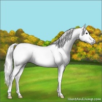 Horse Color:Gray Watercolor Bay Ice