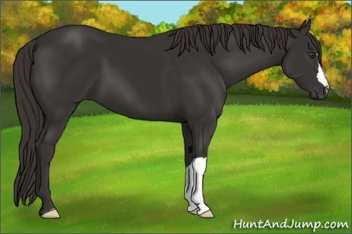 Horse Color:Liver Chestnut 