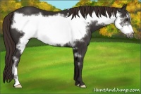 Horse Color:Liver Chestnut Frame 