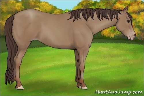 Horse Color:Unknown 