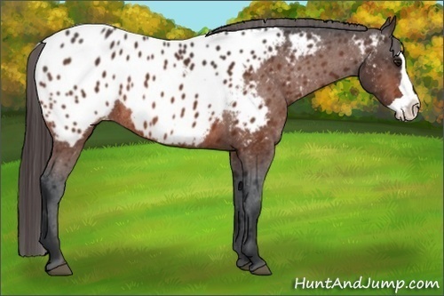 Horse Color:Bay Splash Frame Appaloosa Rabicano 