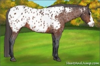 Horse Color:Bay Splash Frame Near Leopard Rabicano