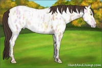 Horse Color:Amber Champagne Ice Appaloosa 