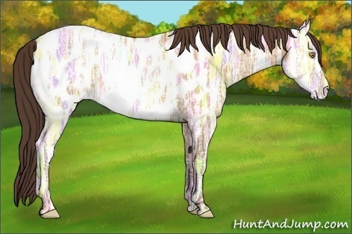 Horse Color:Amber Champagne Ice Appaloosa 