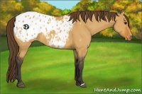 Horse Color:Bay Dun Appaloosa