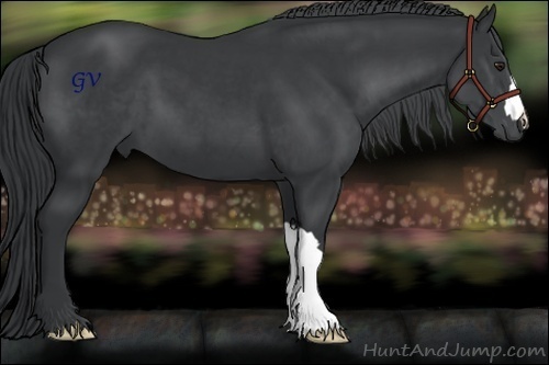 Horse Color:Black Chinchilla 