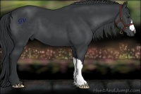 Horse Color:Black Chinchilla 