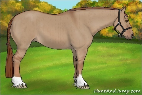 Horse Color:Red Dun Brindle 