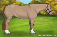 Horse Color:Red Dun Brindle 