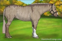 Horse Color:Silver Grullo Rabicano