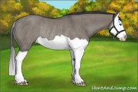 Horse Color:Grullo Splash Rabicano Brindle