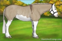 Horse Color:Silver Grullo Splash Rabicano
