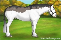 Horse Color:Grullo Splash