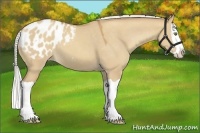 Horse Color:Silver Classic Champagne Dun Splash Varnish