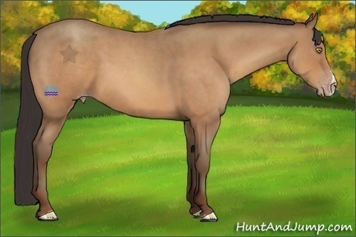 Horse Color:Sable Champagne Roan 