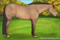 Horse Color:Sable Champagne Roan 