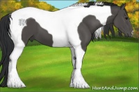 Horse Color:Black Tobiano 