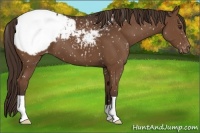 Horse Color:Liver Chestnut Appaloosa 