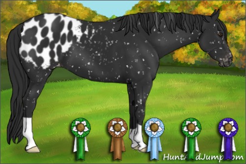 Horse Color:Liver Chestnut Appaloosa 