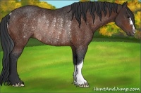 Horse Color:Brown Rabicano 