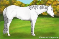 Horse Color:Grullo Sabino Splash