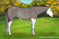 Horse Color:Grullo Sabino Splash Rabicano 