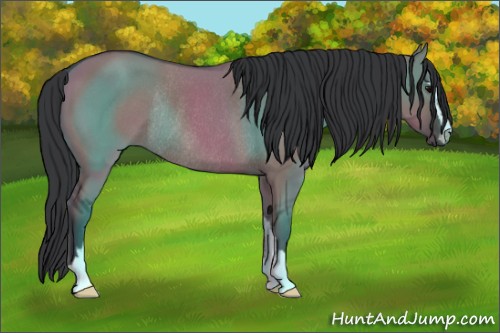Horse Color:Grullo Sabino Rabicano