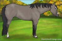 Horse Color:Grullo Sabino 