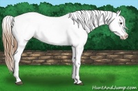 Horse Color:Chestnut Splash Near Leopard Rabicano