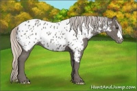 Horse Color:Silver Black Appaloosa 