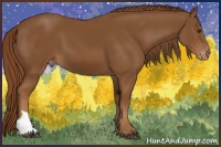 Horse Color:Chestnut Appaloosa 