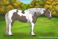 Horse Color:Silver Black Tobiano 