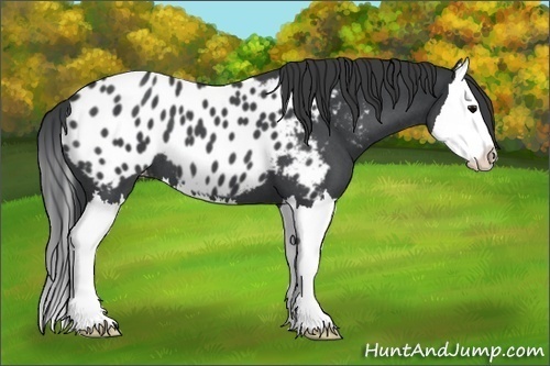 Horse Color:Blue Roan Splash Appaloosa 