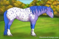 Horse Color:Watercolor Bay Appaloosa Rabicano