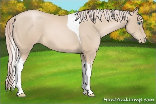 Horse Color:Palomino Pearl Tobiano