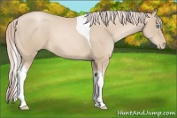Horse Color:Palomino Pearl Tobiano