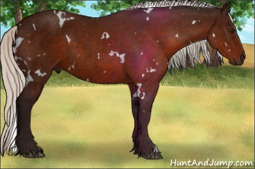Horse Color:White Spotted Silver Bay