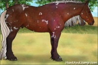Horse Color:White Spotted Silver Bay 
