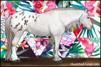 Horse Color:Liver Chestnut Ice Sabino Tobiano Appaloosa 