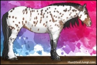 Horse Color:White Spotted Bay Near Leopard