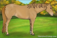 Horse Color:Chestnut Appaloosa 