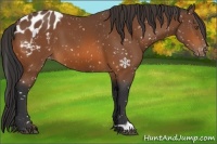 Horse Color:Bay Appaloosa 