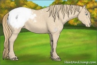 Horse Color:Perlino Appaloosa 