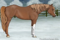 Horse Color:Chestnut 