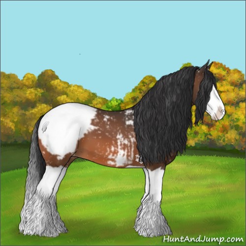 Horse Color:Bay Splash Appaloosa 