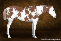Horse Color:White Spotted Chestnut Splash