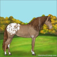 Horse Color:Chestnut Snowflake Varnish 