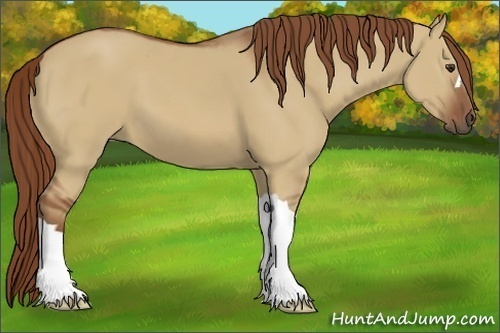 Horse Color:Red Dun 