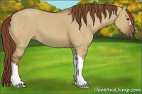 Horse Color:Red Dun 