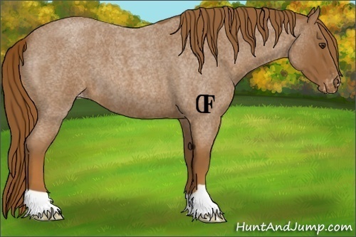 Horse Color:Red Roan Appaloosa 